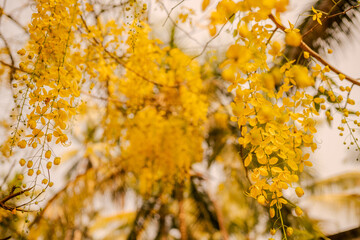 Cassia fistula Kani Konna flower photo for Kerala festival vishu celebration