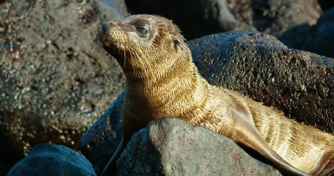 Close look at a wet sea lion relaxing on rocky shore at sunset.