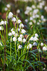 Weiße Blüten des Märzenbecher im Frühling