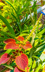 Obraz premium Tropical red pink purple plant in Puerto Escondido Mexico.