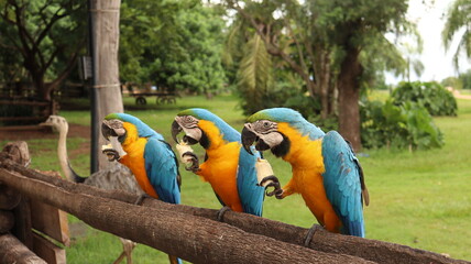 Araras em um poleiro no pantanal brasileiro