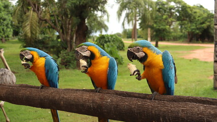 Três aves araras coloridas em uma fazenda no brasil	 - obrazy, fototapety, plakaty