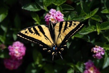 Large swallowtail butterfly on lantana flowers in early spring