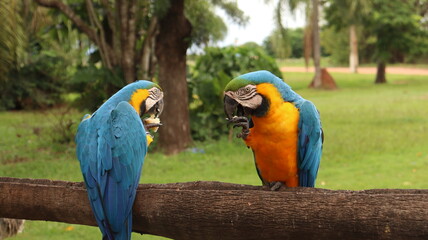 Duas aves araras coloridas em uma fazenda no brasil