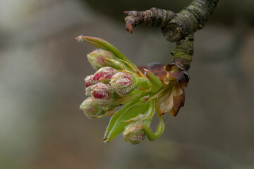 tiny red buds with small leaves on the branch