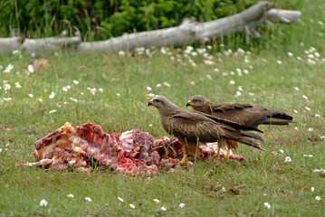 Buse variable,.Buteo buteo, Common Buzzard, Milan noir, .Milvus migrans, Black Kite