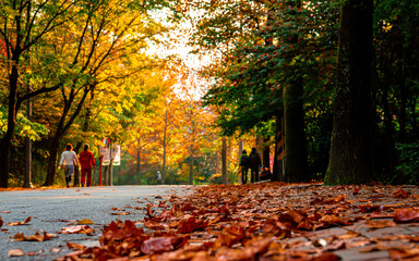 Landscape view of coloful leaf during autumn season in Gwangju, South Korea. 