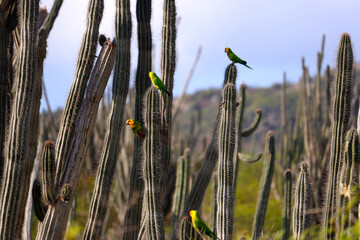 Brown-throated parakeets (Eupsittula pertinax) sitting on cacti (Bonaire Island, Caribbean Netherlands) - 762544045