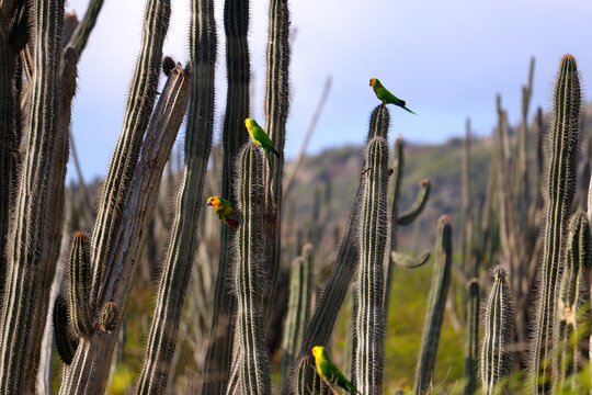 Brown-throated parakeets (Eupsittula pertinax) sitting on cacti (Bonaire Island, Caribbean Netherlands)
