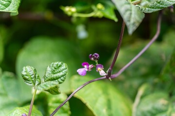 kiwi fruit plant growing on a farm in australia