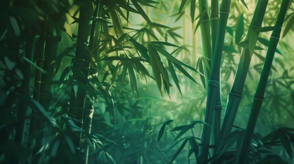 Bamboo Trees in a Forest