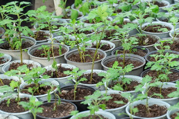 Seedling flower chrysanthemum in pots in commercial glasshouse. Cuttings stalks golden-daisy on green row plants in flowerpots. Growing shrub small business in greenhouse. Garden chrysanthemum.