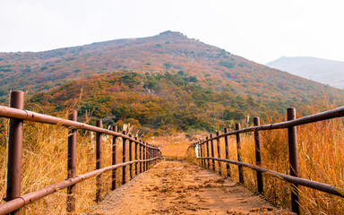 Fototapeta na wymiar Landscape view of coloful leaf during autumn season in Gwangju, South Korea. 