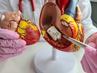 3D model of the heart and a cardiologist. Diagnosis of heart and vascular diseases