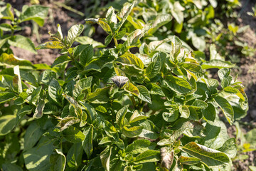Young dahlia plant, leaves damaged by frost.