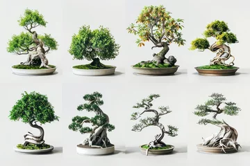 Afwasbaar fotobehang several different bonsai trees are shown in this image © AAA