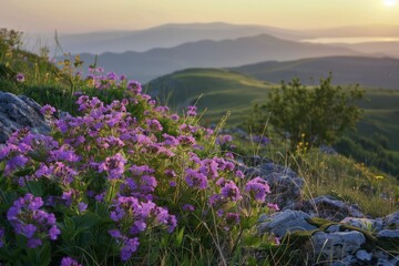 Obraz premium purple flowers on the hill top of the mountain landscape