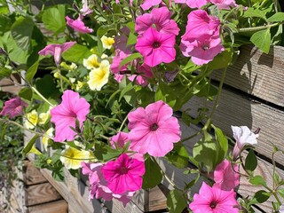 Petunia pink flowers 