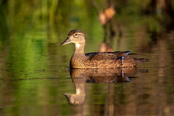 young female wood duck swimming in pond 