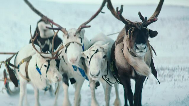 A reindeers in a winter scenery. Reindeer race.