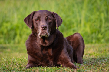 chocolate Labrador retriever, dog  laying in grass