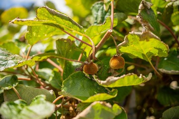 kiwi fruit plant growing on a farm in australia