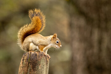 red squirrel sitting on top of a broken tree branch