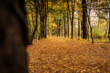 hiking trail through wooded forest with colorful fall foliage 