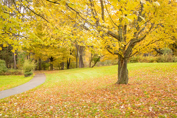 colorful fall park setting with negative space