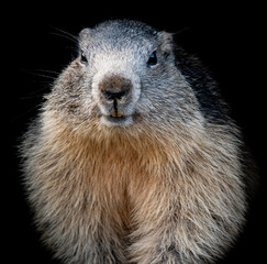Portrait de marmotte