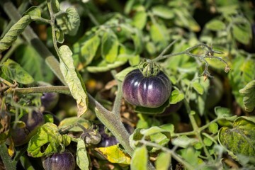 purple tomato plant growing on a vine in a garden in australia