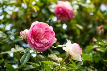 roses arch in a garden with a mother and child walking through it