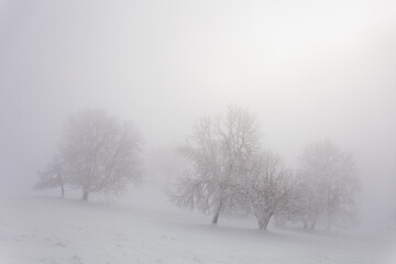 Fototapeta na wymiar Brouillard neige