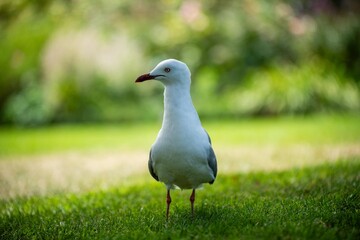 beautiful seagull portrait in a park in australia