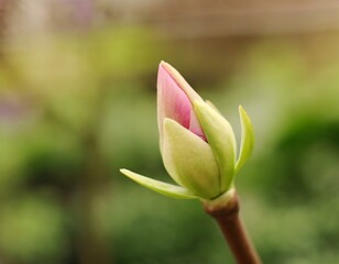 Spring Bud