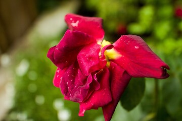 Wilting bright red flower, raindrops on blossom petals, closeup plants
