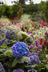 Colourful hydrangeas in botanical garden, soft lighting on blue and purple flowers 