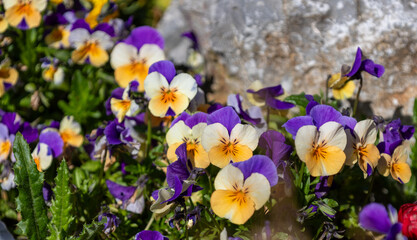 Viola tricolor (viola tricolor) flowers