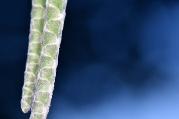 Macro photography of a catkin , ament