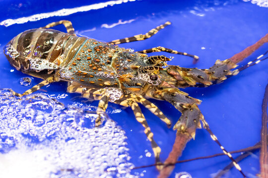 Spiny Lobster, also known as langustas, langouste, or rock lobsters, shrimp fresh seafood market Thailand.