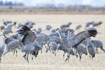 Fototapeta premium Migrating Greater Sandhill Cranes in Monte Vista, Colorado