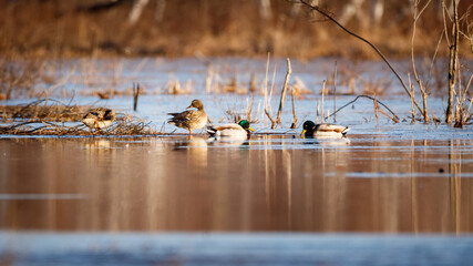 Group of ducks in marsh 