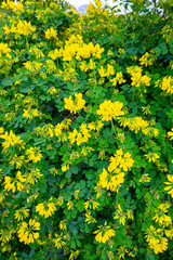Coronilla valentina, the shrubby scorpion-vetch, scorpion vetch or bastard senna is a plant in the genus Coronilla of the legume family Fabaceae,