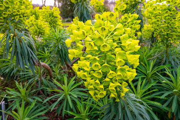 Euphorbia characias, the Mediterranean spurge or Albanian spurge is  in the family Euphorbiaceae .