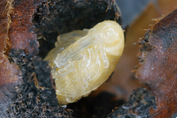 The pupa of a beetle from the Curculionidae family, are a  weevils, commonly called snout beetles...
