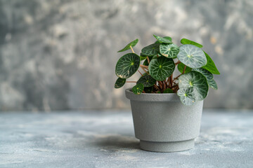 a homemade plant in a small pot on a stone background
