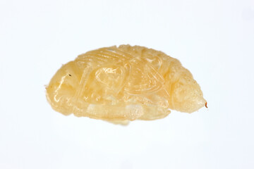 Pear weevil or pear blossom weevil (Anthonomus piri). A pest of pear trees that destroys buds. Pupa removed from the flower bud of pear tree.