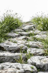 Rocky path with grass growing on it. Grass is green and rocks are grey. Path is narrow and winding, leading to higher point