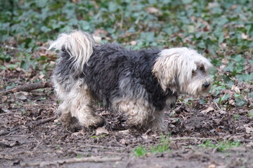 Chien type yorkshire