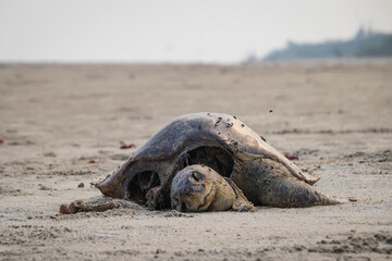 Dead turtle carcass lying on sea beach. The species is of olive Ridley turtle which comes for nesting or arribada and killed by fishing trawlers. Body is decomposing or rotting with time. 